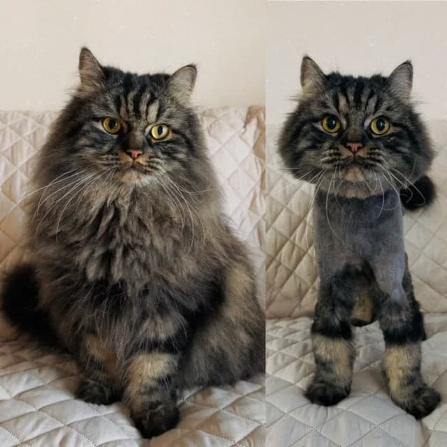 Pet transformation 1
