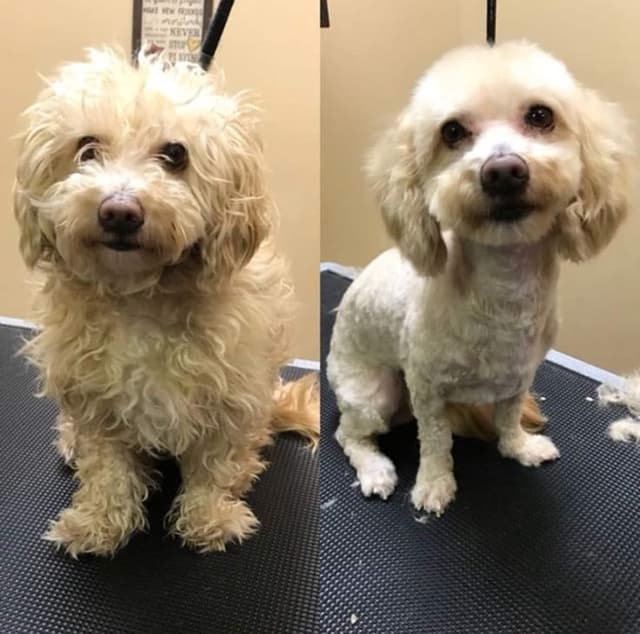 Pet transformation 2