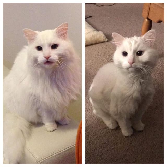Pet transformation 3