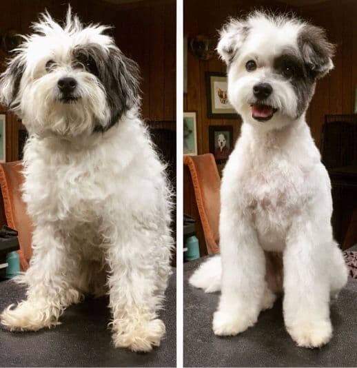 Pet transformation 4