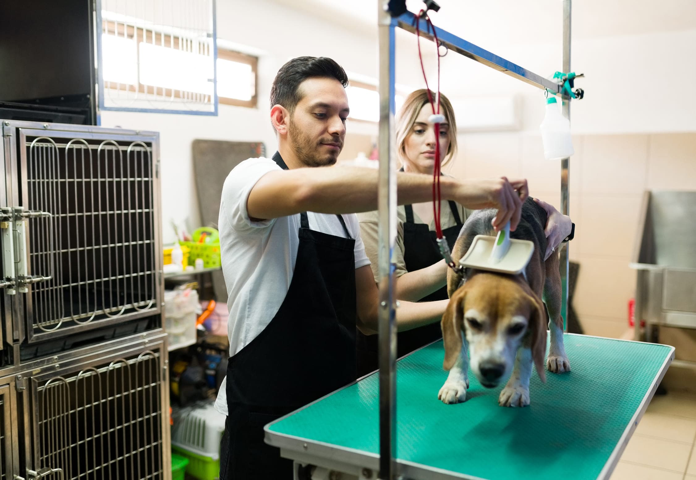 Certified, Pet-Loving Groomers