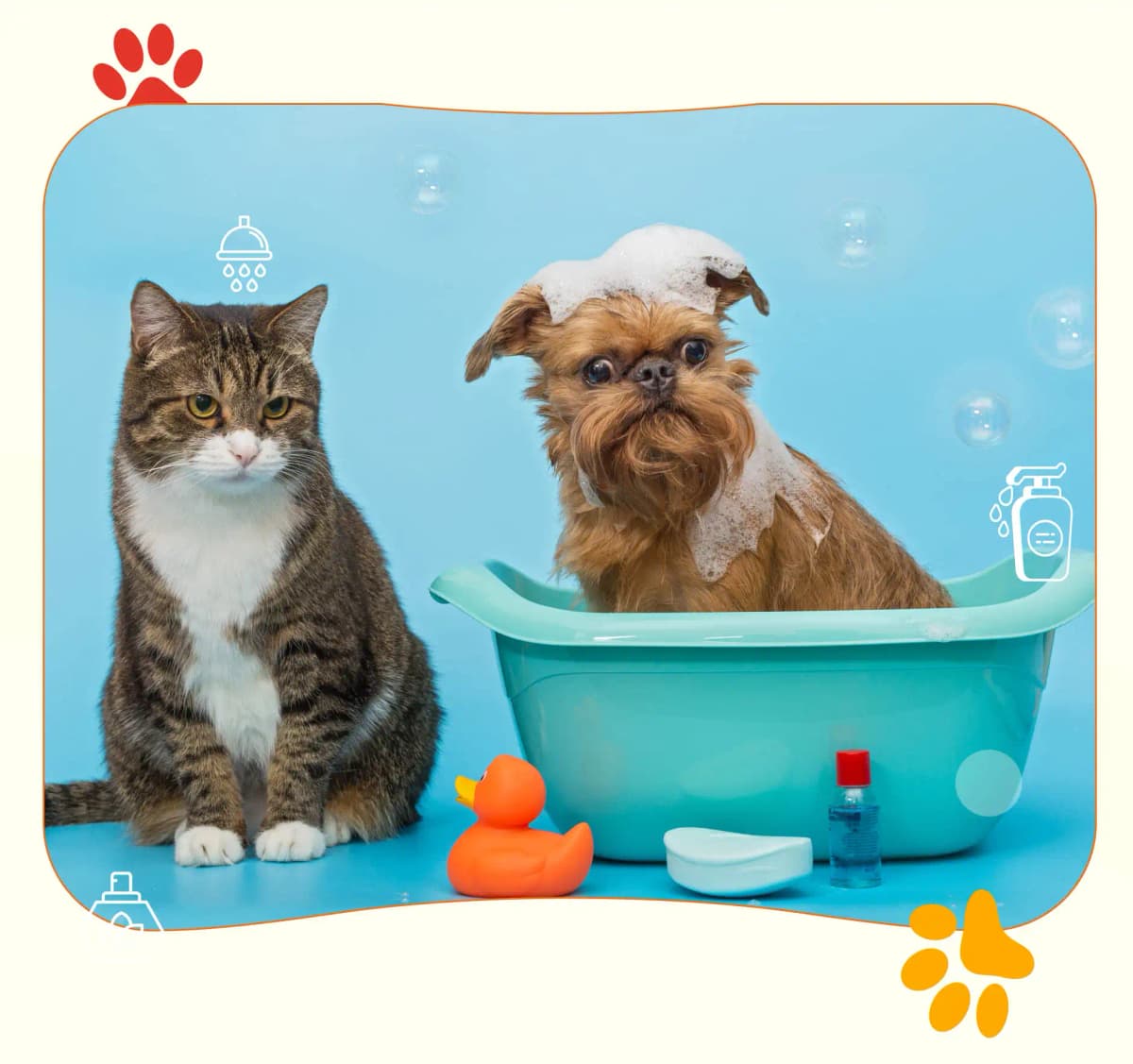 Happy pet being groomed at home