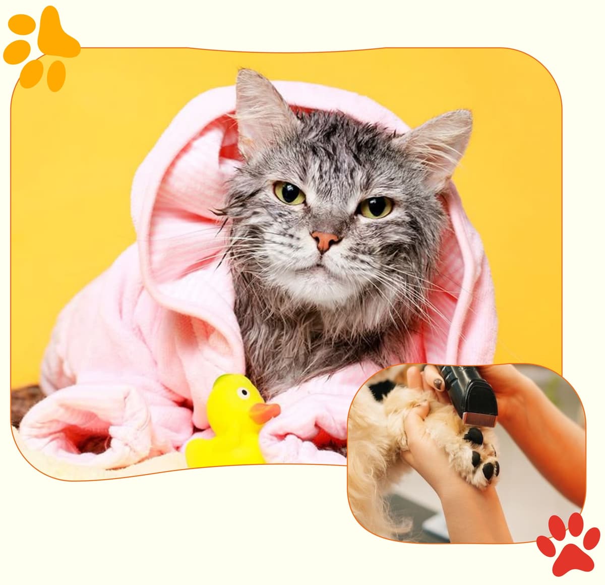Happy pet after grooming session